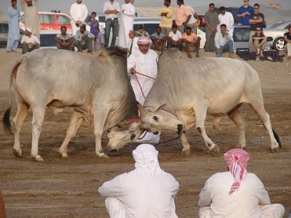 bull butting fujairah