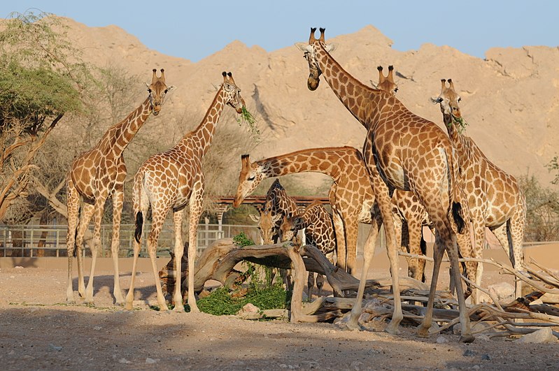 Zoo Al Ain