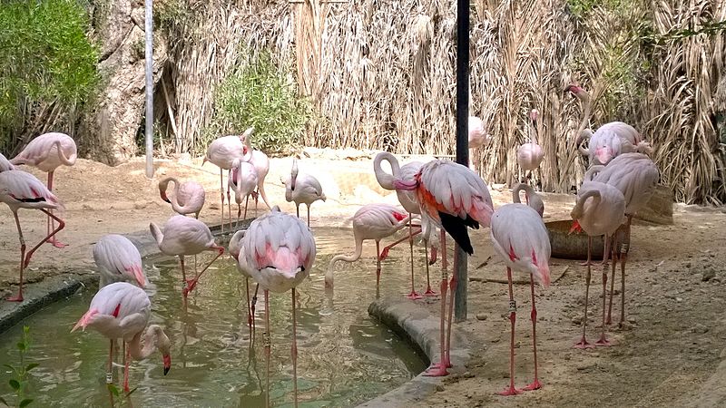 Zoológico de Dubái