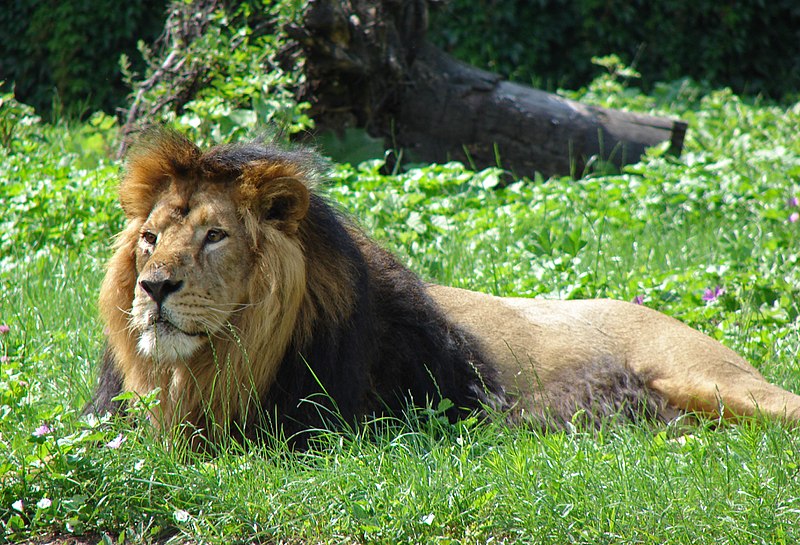 Kabuler Zoo