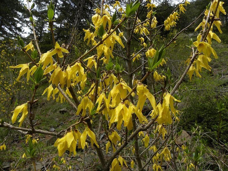 Parque nacional del paso Shtam