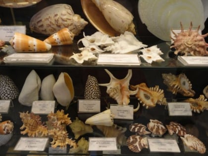 museo municipal de ciencias naturales lorenzo scaglia mar del plata
