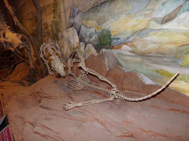 Museum of Paleontology Egidio Feruglio