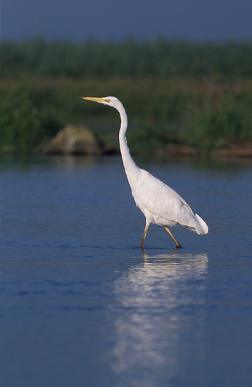 Reserva ecológica de Buenos Aires