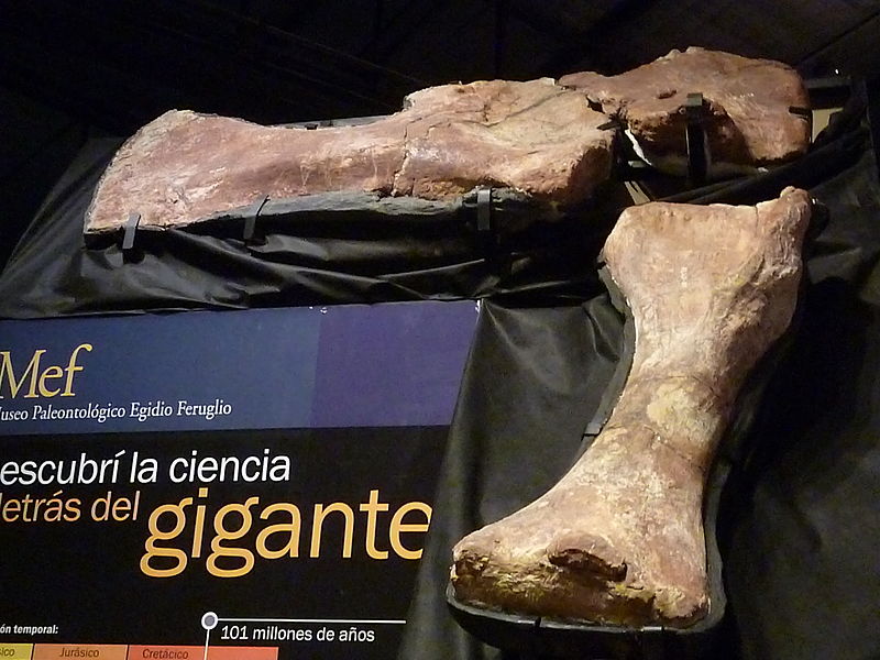 Museo paleontológico Egidio Feruglio