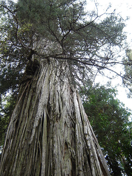 Parque nacional Los Alerces