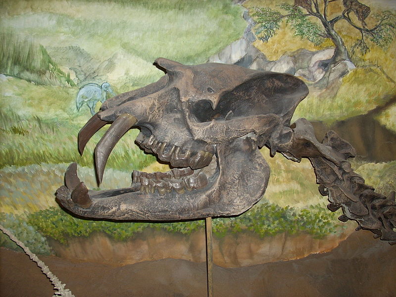 Museum of Paleontology Egidio Feruglio