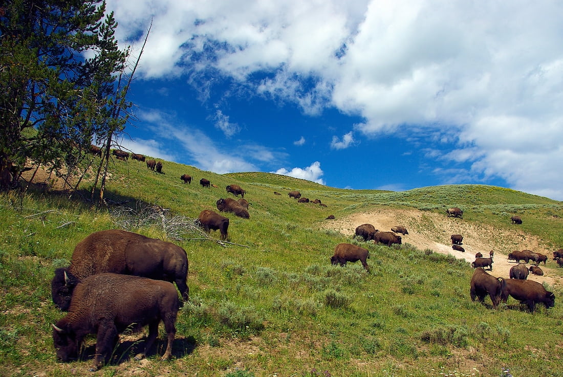 Herd of American bisons