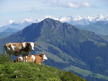 kitzbuheler horn