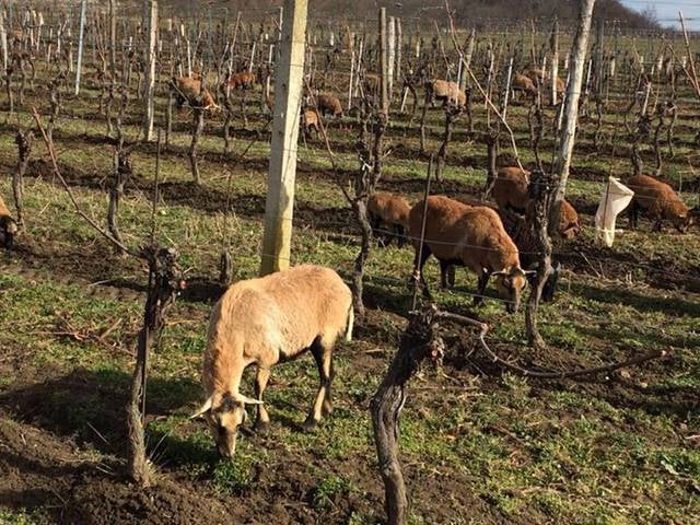 Sankt Margarethen im Burgenland