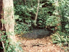 Gondwana-Regenwälder Australiens