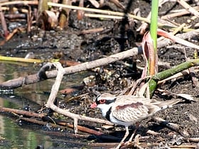 Narran Wetlands