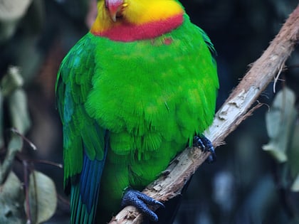 barmah millewa important bird area park narodowy barmah