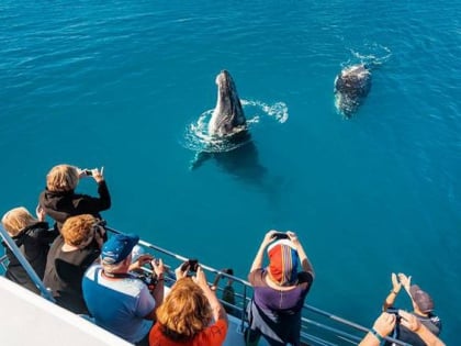 freedom whale watch fishing and dive charters hervey bay