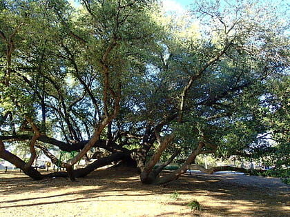 bland oak