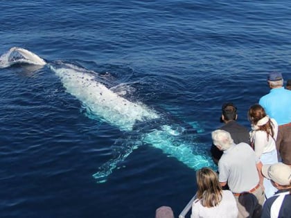 amaroo cruises forster