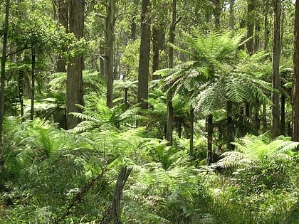 Parque nacional Werrikimbe