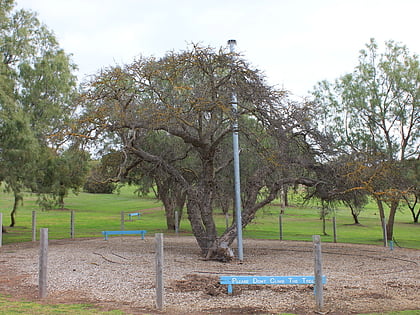 old mulberry tree ile kangourou