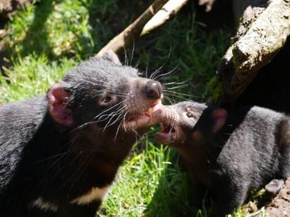 devils at cradle tasmanische wildnis