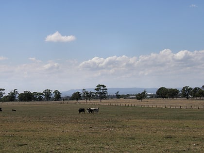 carrum downs