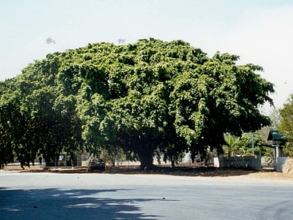 big fig miriam vale