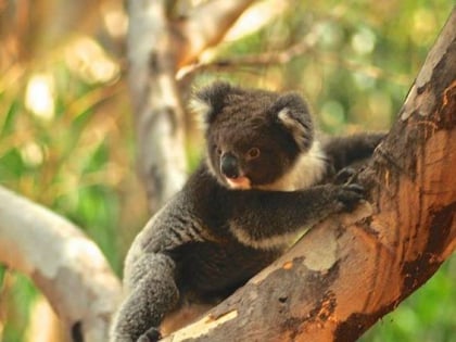 hanson bay wildlife sanctuary kangaroo island wyspa kangura