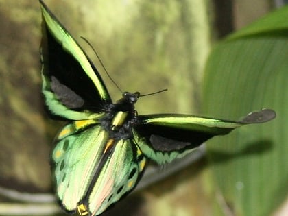 australian butterfly sanctuary kuranda