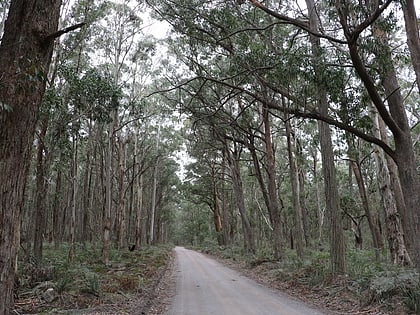 mares forest nationalpark
