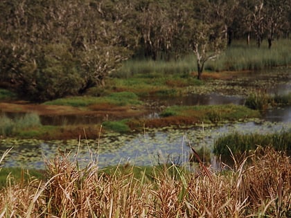 Park Narodowy Eubenangee Swamp