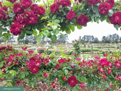 victoria state rose garden melbourne