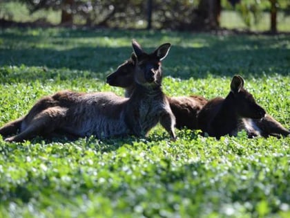 kangaroo island wildlife park ile kangourou