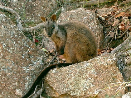 rezerwat przyrody kangaroo river
