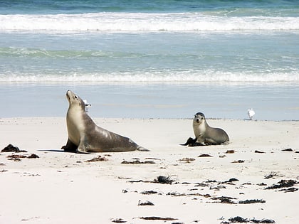 park chroniony seal bay wyspa kangura