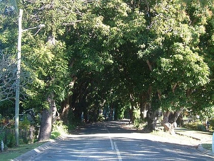 mango avenue