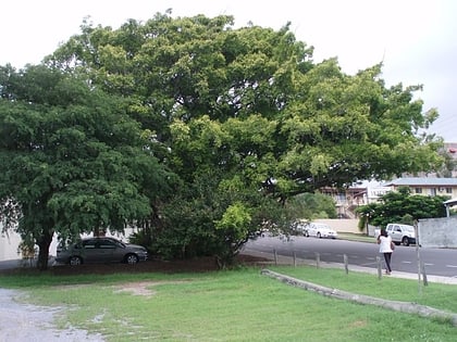 fig tree gladstone