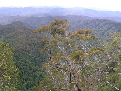 eastern australian temperate forests border ranges national park