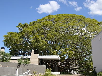 Site of Ficus superba var. henneana tree