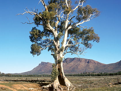 Cazneaux Tree