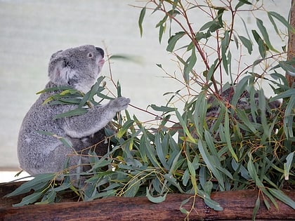 Cohunu Koala Park
