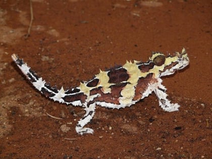 reptile centre alice springs