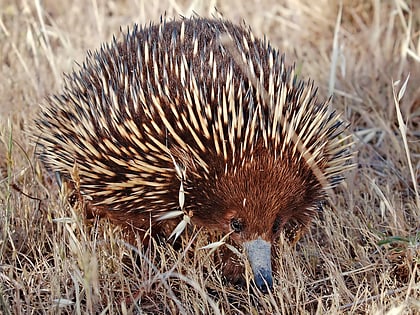 penambol conservation park