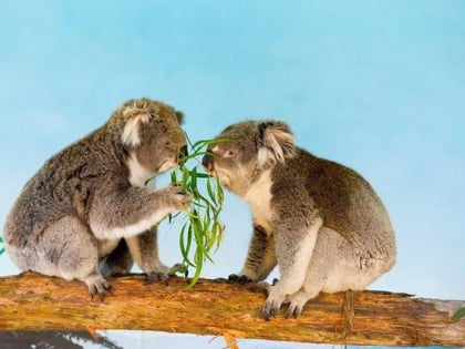 maru koala and animal park grantville