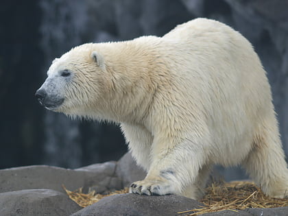 Polar Bear Shores