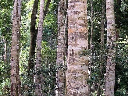 Parque nacional Nymboi-Binderay