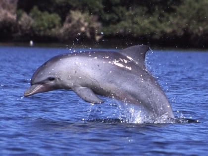 adelaide dolphin sanctuary