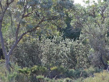 kensington bushland reserve