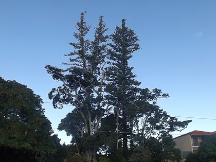 norfolk island pine trees
