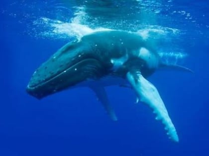 naturaliste charters whale watching and eco tours dunsborough