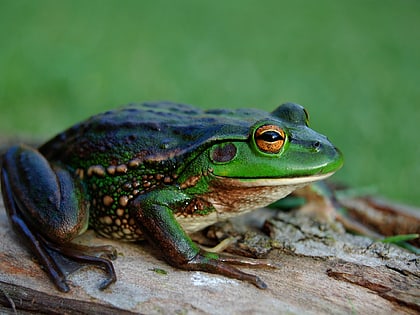 yellingbo nature conservation reserve