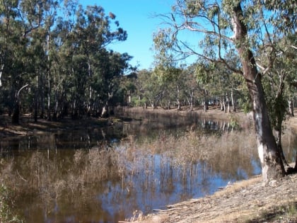 barmah national park